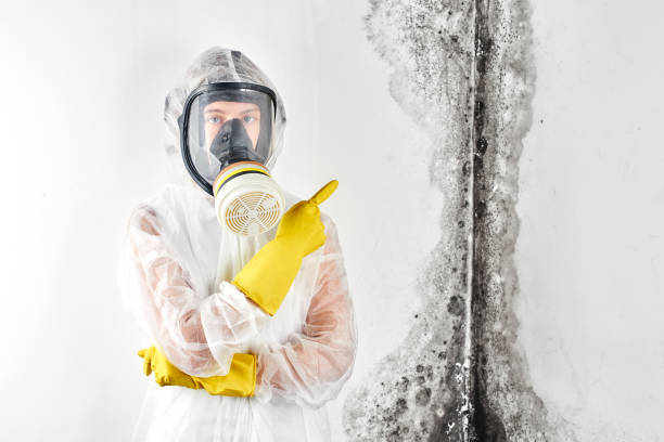 Best Industrial Mold Remediation  in USA